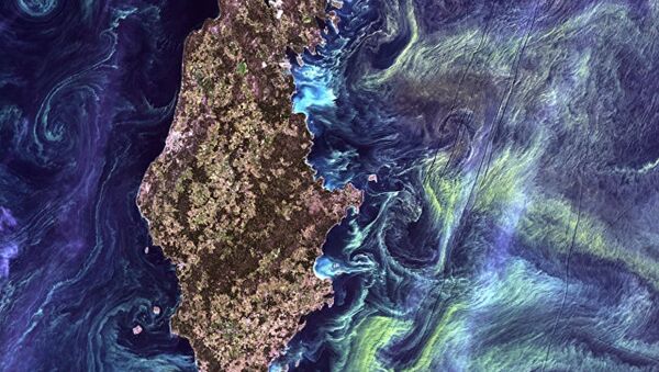 科學家預言波羅的海將遭遇生態災難 - 俄羅斯衛星通訊社