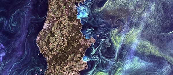 科學家預言波羅的海將遭遇生態災難 - 俄羅斯衛星通訊社