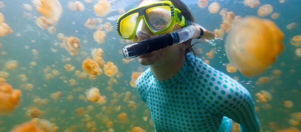 在帕劳水母湖潜水 在帕劳水母湖潜水 - 俄罗斯卫星通讯社