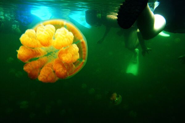 在帕劳水母湖潜水 - 俄罗斯卫星通讯社