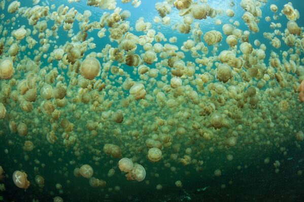 帕劳共和国海湖水柱上的数百万只水母 - 俄罗斯卫星通讯社