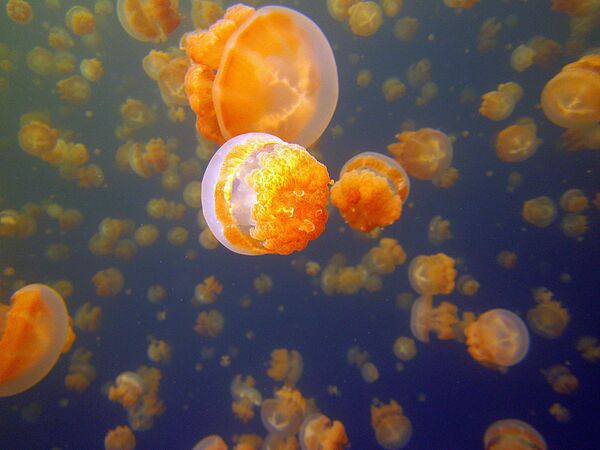 在这里栖息着大约两百万只水母。世界各地的游客来到帕劳，为的是能在密集的水母中间游泳。 - 俄罗斯卫星通讯社