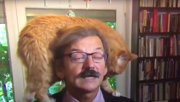 一隻貓在波蘭歷史學家接受採訪時“搶鏡”（視頻） - 俄羅斯衛星通訊社