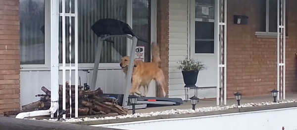 爱健身的狗 - 俄罗斯卫星通讯社