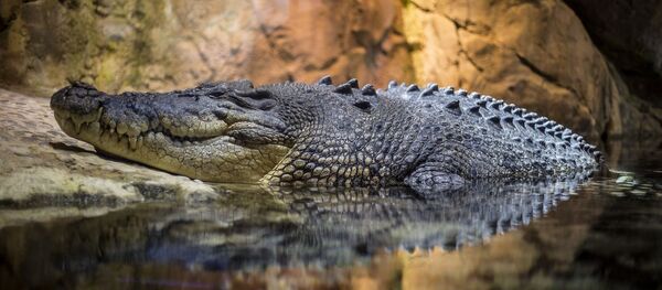 一美國女子為自己的小馬向鰐魚復仇 - 俄羅斯衛星通訊社