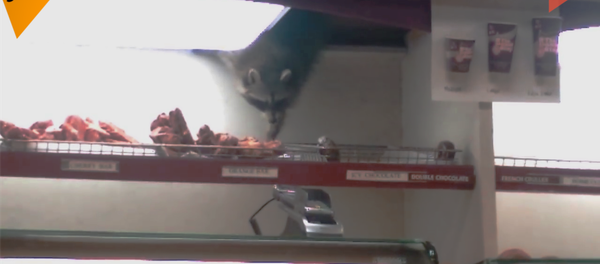 小浣熊当着顾客的面偷甜甜圈 - 俄罗斯卫星通讯社