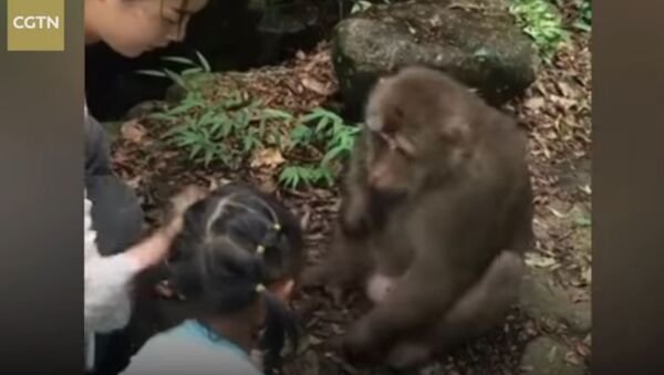 忘恩負義的猴子推到為其餵食的女孩 - 俄羅斯衛星通訊社