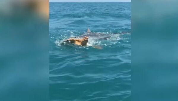 虎鲨在游客面前撕碎乌龟 - 俄罗斯卫星通讯社