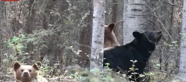 猎人偷拍熊一家闲逛险丧命 - 俄罗斯卫星通讯社
