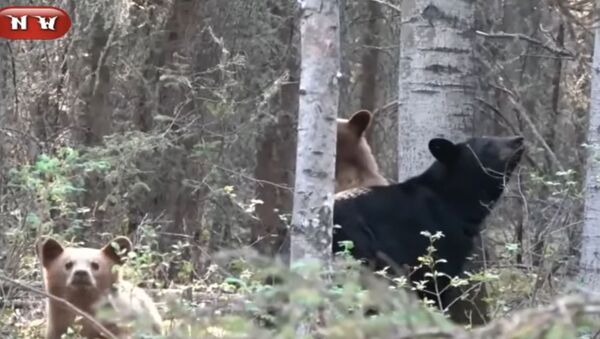 獵人偷拍熊一家閒逛險喪命 - 俄羅斯衛星通訊社