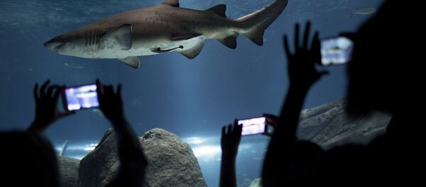 鯊魚襲擊在巴哈馬拍攝的一名博主 - 俄羅斯衛星通訊社