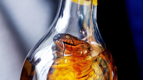 中國女子網購毒蛇欲制蛇酒  結果被蛇咬後中毒昏迷 - 俄羅斯衛星通訊社