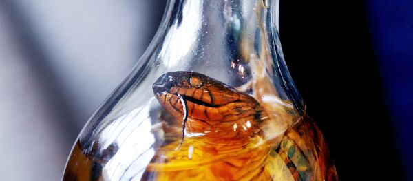 中国女子网购毒蛇欲制蛇酒  结果被蛇咬后中毒昏迷 - 俄罗斯卫星通讯社