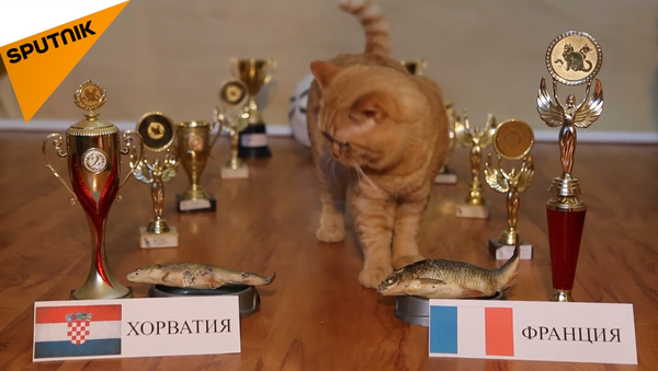 看貓咪如何預言世界杯決賽 - 俄羅斯衛星通訊社