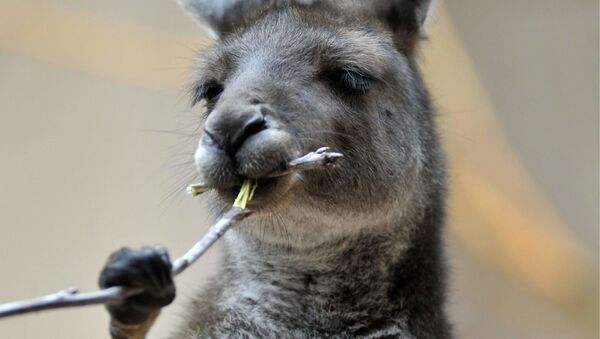 科学家们找到澳大利亚袋鼠像醉酒的原因 - 俄罗斯卫星通讯社