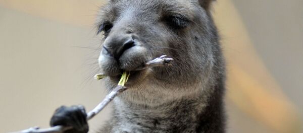 科学家们找到澳大利亚袋鼠像醉酒的原因 - 俄罗斯卫星通讯社