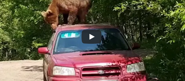 好奇棕熊爬汽车拽车门 (视频) - 俄罗斯卫星通讯社