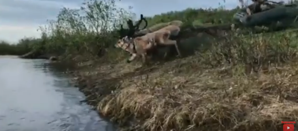 鹿牌兩棲越野車瞭解一下 鹿牌兩棲越野車瞭解一下 - 俄羅斯衛星通訊社