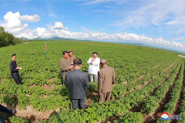 朝鲜领导人金正恩在三池渊县视察Chunghung农业企业。 - 俄罗斯卫星通讯社