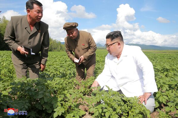 鮮領導人金正恩在視察Chunghung農場。 - 俄羅斯衛星通訊社