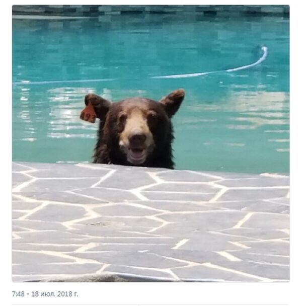 加州的一头熊爬进了私宅的游泳池避暑 - 俄罗斯卫星通讯社