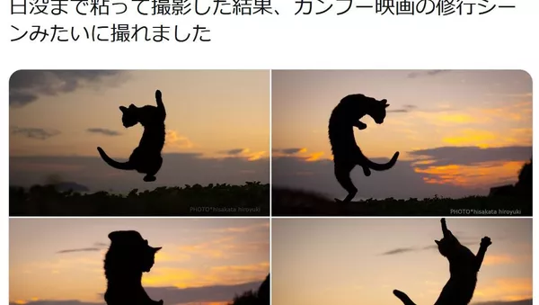 日本攝影師鏡頭下的“功夫貓咪”