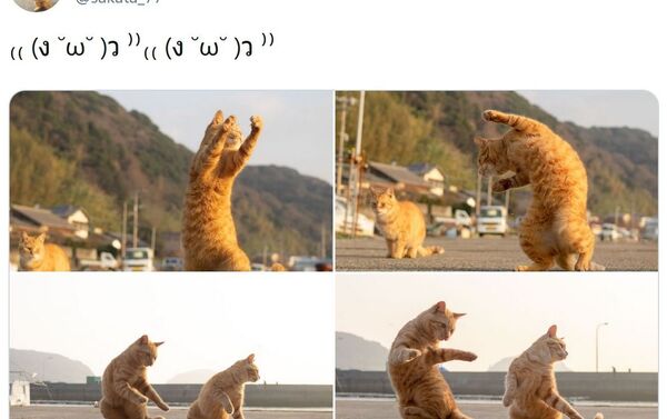 日本攝影師鏡頭下的“功夫貓咪” - 俄羅斯衛星通訊社
