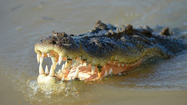 媒体：一只在泰国普吉岛海岸潜伏10天的鳄鱼落网 - 俄罗斯卫星通讯社