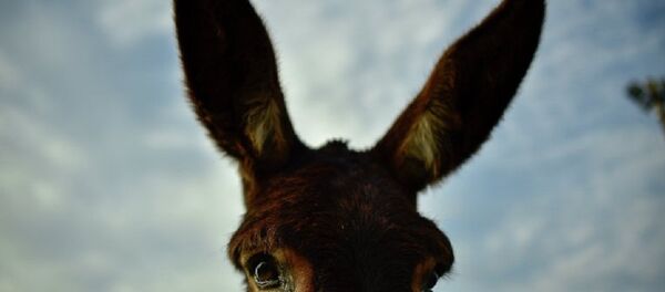 英国诞生斑马和驴的种间杂种 - 俄罗斯卫星通讯社