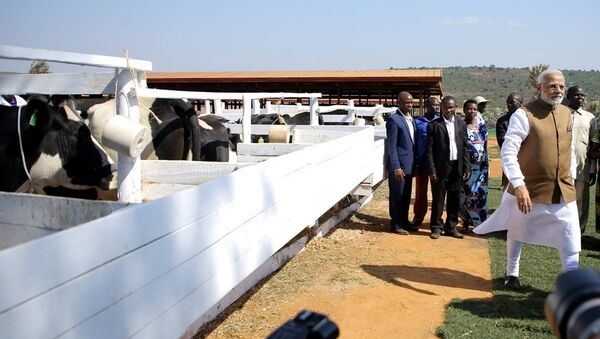 印度總理向盧旺達贈送200頭奶牛 - 俄羅斯衛星通訊社