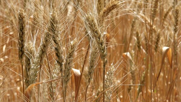 俄将在叙建立中东最大俄小麦出口枢纽 - 俄罗斯卫星通讯社