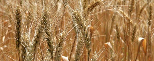 俄将在叙建立中东最大俄小麦出口枢纽 - 俄罗斯卫星通讯社