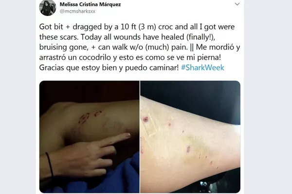生物學家死裡逃生擺脫鰐魚 生物學家死裡逃生擺脫鰐魚 - 俄羅斯衛星通訊社
