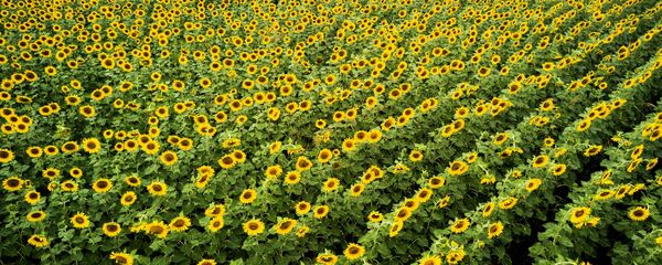 Цветение подсолнечника на полях в Краснодарском крае Цветение подсолнечника на полях в Краснодарском крае - 俄羅斯衛星通訊社