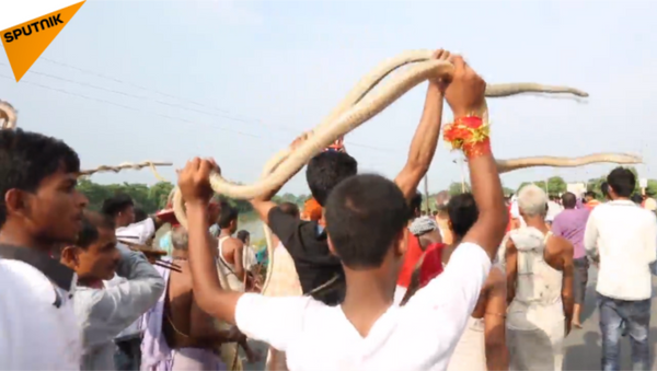 印度蛇類遊行 印度和尼泊爾舉行了非同一般的節慶活動 - 俄羅斯衛星通訊社