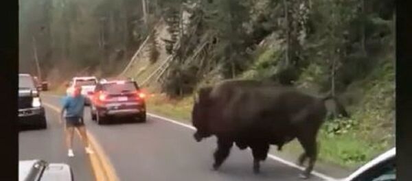 美國醉漢挑釁野牛 - 俄羅斯衛星通訊社