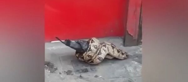 倫敦街頭突現蟒蛇吞食鴿子奇景 - 俄羅斯衛星通訊社