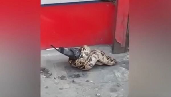 倫敦街頭突現蟒蛇吞食鴿子奇景 - 俄羅斯衛星通訊社
