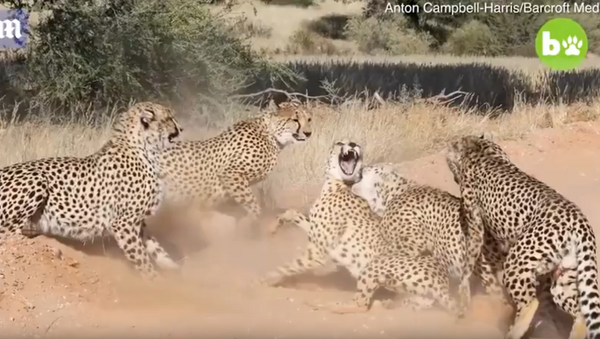 攝影師拍下四隻公豹圍攻一隻母豹的震撼畫面 - 俄羅斯衛星通訊社