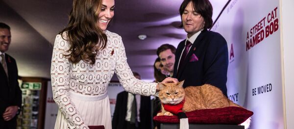 Герцогиня Кембриджская Кэтрин на премьере фильма Уличный кот по кличке Боб в Лондоне Герцогиня Кембриджская Кэтрин на премьере фильма Уличный кот по кличке Боб в Лондоне - 俄羅斯衛星通訊社