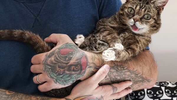 Кошка Lil Bub во время съезда владельцев кошек CatCon 2017 в США  - 俄羅斯衛星通訊社