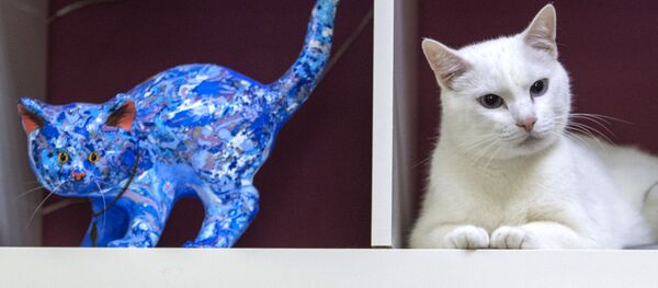 有趣的貓：2018年最受大家歡迎的貓排行榜 - 俄羅斯衛星通訊社