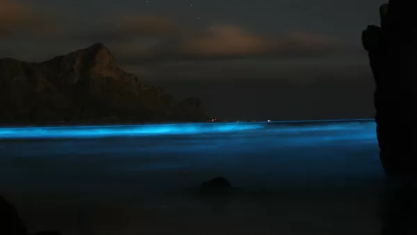 科學家破解百慕大三角蠕蟲發光之迷 - 俄羅斯衛星通訊社