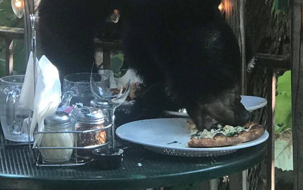 一只狗熊爬进餐馆抢走顾客的披萨饼 - 俄罗斯卫星通讯社