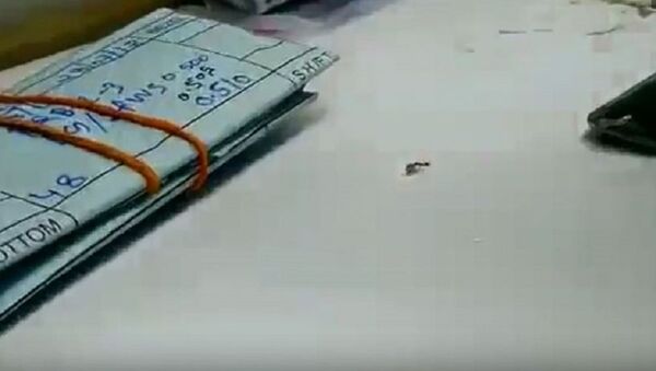 一只蚂蚁试图偷走首饰店的钻石 - 俄罗斯卫星通讯社