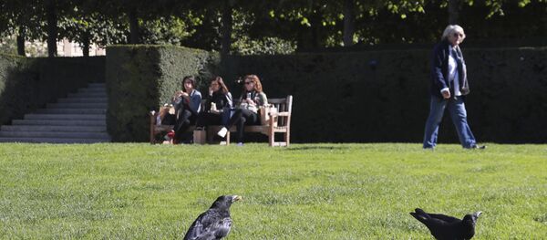 法國公園訓練烏鴉撿垃圾 - 俄羅斯衛星通訊社