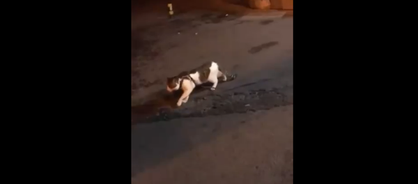 一隻做“和事佬”的狗使貓咪免於打鬥 - 俄羅斯衛星通訊社