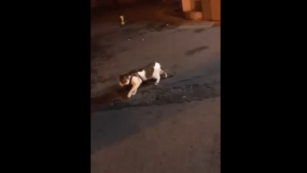 一只做“和事佬”的狗使猫咪免于打斗 - 俄罗斯卫星通讯社