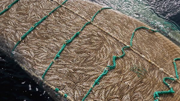 Рыбный промысел в районе острова Кунашир - 俄羅斯衛星通訊社