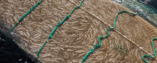 Рыбный промысел в районе острова Кунашир - 俄罗斯卫星通讯社